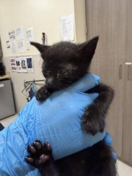 Morticia Addams -  Domestic Short Hair Cat for Adoption in Honolulu, Hawaii - Morticia Addams | PetCurious