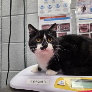 Domestic Short Hair Cats Available for Adoption - Cobalt (Chow Hound Byron Center) | PetCurious