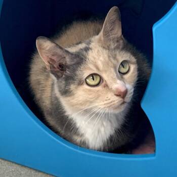 Domestic Short Hair Cats Available for Adoption in Oyster Bay, New York - Maisie | PetCurious