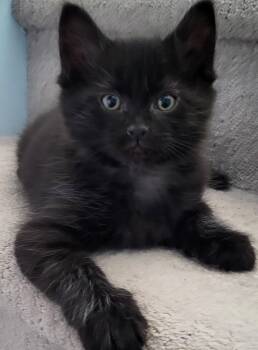 Sherlock -  Domestic Short Hair Cat for Adoption in Sidney, British Columbia - Sherlock | PetCurious