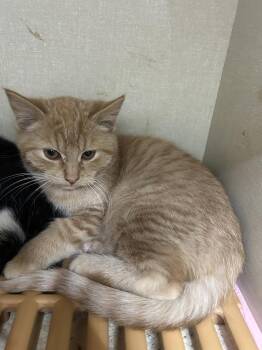 Rescue American Shorthair Cats for Adoption in Blue Earth, Minnesota - Ismael | PetCurious