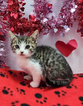 Domestic Short Hair Cats Available for Adoption - Caleb | PetCurious