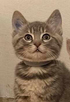 Domestic Short Hair Cats Available for Adoption - Earl Grey T | PetCurious