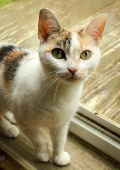 Dahlia -  Domestic Short Hair Cat for Adoption in Ona, West Virginia - Dahlia | PetCurious