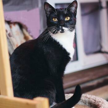 Rescue American Shorthair Cats for Adoption - Montana | PetCurious