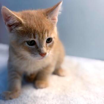 Auburn Pearl -  Domestic Short Hair Cat for Adoption in Brownsboro, Alabama - Auburn Pearl | PetCurious