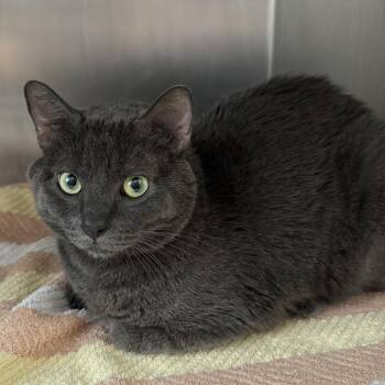 Christmas -  Domestic Short Hair Cat for Adoption in Council Bluffs, Iowa - Christmas | PetCurious