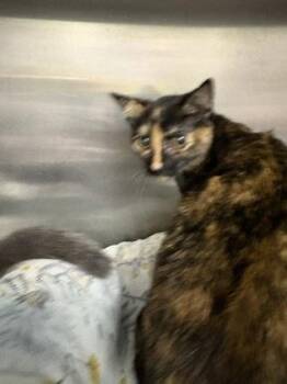 Coast -  Domestic Short Hair Cat for Adoption in Charleston, South Carolina - Coast | PetCurious