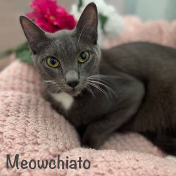 Rescue Domestic Short Hair Cats for Adoption in Titusville, Florida - Meowchiato | PetCurious