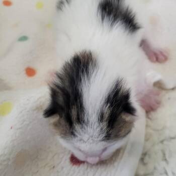 Domestic Short Hair Cats Available for Adoption in Las Vegas, Nevada - Umlaut 53839 | PetCurious
