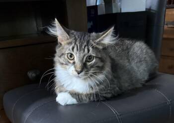 Goku Solis (handsome playful boy) -  Domestic Medium Hair Cat for Adoption in Stowe, Pennsylvania - Goku Solis (handsome Playful Boy) | PetCurious