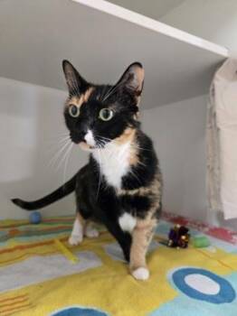 Ruby -  Domestic Short Hair Cat for Adoption in Savannah, Georgia - Ruby | PetCurious