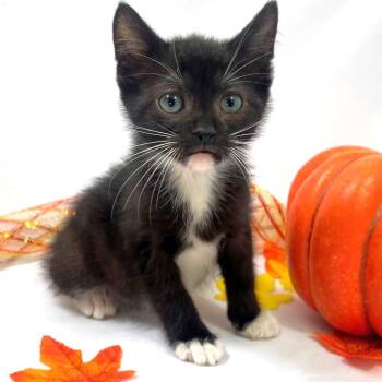 Rescue Domestic Short Hair and Manx Cats for Adoption in Harrisonburg, Virginia - BB | PetCurious