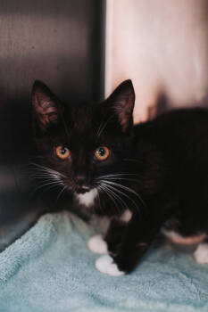 Rescue Domestic Short Hair Cats for Adoption in North Charleston, South Carolina - 88908a Vada | PetCurious