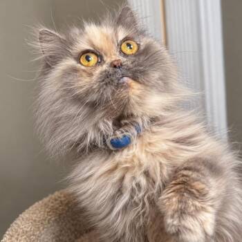 DELPHINE DELIGHT -  Persian Cat for Adoption in Oakwood, Georgia - DELPHINE DELIGHT | PetCurious