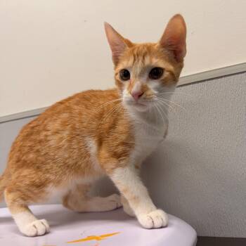Cheese -  Domestic Short Hair Cat for Adoption in Tampa, Florida - Cheese | PetCurious