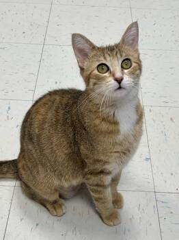 Whisper -  Domestic Short Hair Cat Available for Adoption in Effingham, Illinois - Whisper | PetCurious