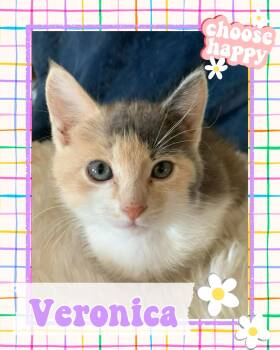 Veronica -  Dilute Calico Cat for Adoption in Pasco, Washington - Veronica | PetCurious