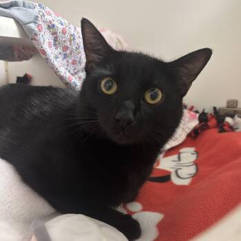 Wybie -  Domestic Short Hair Cat for Adoption in Reisterstown, Maryland - Wybie | PetCurious