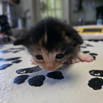 Poppy -  Domestic Short Hair Cat for Adoption in Mt. Juliet, Tennessee - Poppy | PetCurious