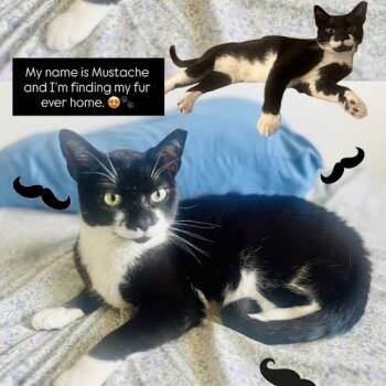 Mustache -  Tuxedo Cat for Adoption in Coral Gables, Florida - Mustache | PetCurious