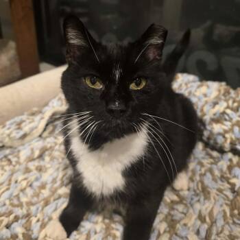Sam -  Tuxedo Cat for Adoption in Huntington, New York - Sam | PetCurious