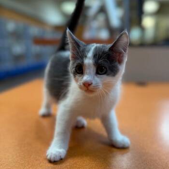 Smudges -  Domestic Short Hair Cat for Adoption in Riverside, California - Smudges | PetCurious