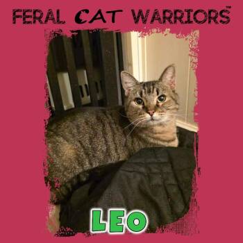 Rescue Domestic Short Hair Cats for Adoption in Kingman, Arizona - Leo | PetCurious