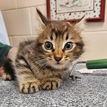 SCFL-Stray-66350_2 -  Domestic Short Hair Cat for Adoption in Lake Panasoffkee, Florida - SCFL-Stray-66350_2 | PetCurious