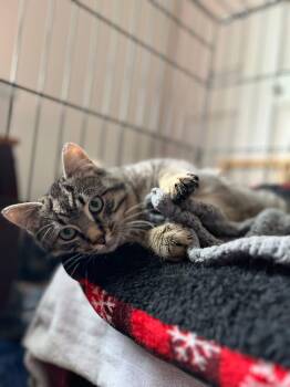 Domestic Short Hair Cats Available for Adoption in Lemoyne, Pennsylvania - Teddy | PetCurious