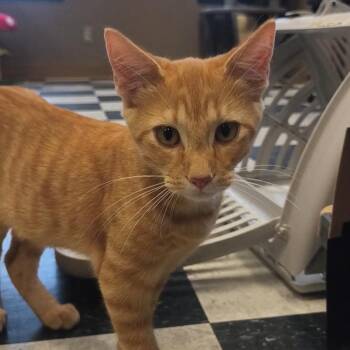 Paco -  Domestic Short Hair Cat for Adoption in Okmulgee, Oklahoma - Paco | PetCurious