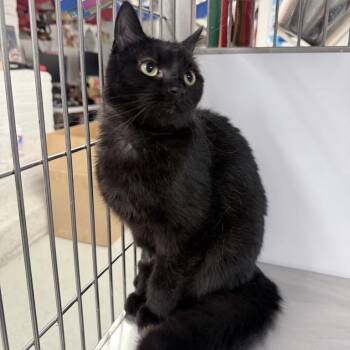 Domestic Short Hair Cats Available for Adoption in New York, New York - Jane | PetCurious