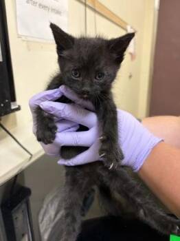 Porcupine -  Domestic Short Hair Cat for Adoption in West Chester, Pennsylvania - Porcupine | PetCurious