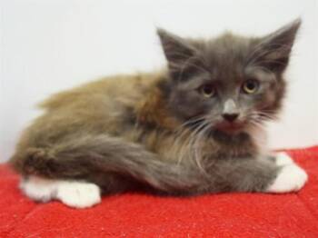 OMICRON -  Domestic Medium Hair Cat for Adoption in Sacramento, California - OMICRON | PetCurious