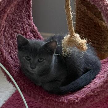 Teddy -  Domestic Short Hair Cat for Adoption in Germantown, Maryland - Teddy | PetCurious