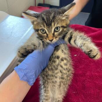 Wish Bear -  Domestic Short Hair Cat for Adoption in Charlottesville, Virginia - Wish Bear | PetCurious