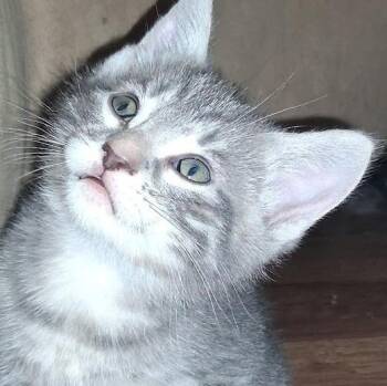 Saffron -  Domestic Short Hair Cat for Adoption in Grand Rapids, Minnesota - Saffron | PetCurious