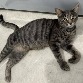 Yamaska (FF/FA) -  Domestic Short Hair Cat for Adoption in Sainte-angèle-de-monnoir, Quebec - Yamaska (FF/FA) | PetCurious