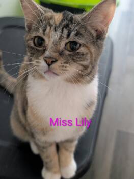 Miss Lily (Nancy-fostered in TN) -  Tabby and Domestic Short Hair Cat for Adoption in Brighton, Tennessee - Miss Lily (Nancy-fostered In TN) | PetCurious