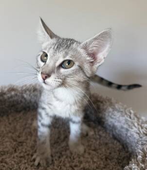 Domestic Short Hair Cats Available for Adoption in Mokena, Illinois - AC Slater | PetCurious