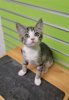 WILHELMINA -  Domestic Short Hair Cat for Adoption in St. Peters, Missouri - WILHELMINA | PetCurious