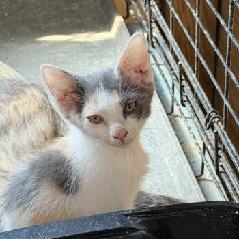 Hazel -  Dilute Calico Cat for Adoption in Bridgeton, North Carolina - Hazel | PetCurious