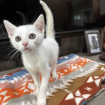 Ghost -  Domestic Short Hair Cat Available for Adoption in NEW PT RICHEY, Florida - Ghost | PetCurious