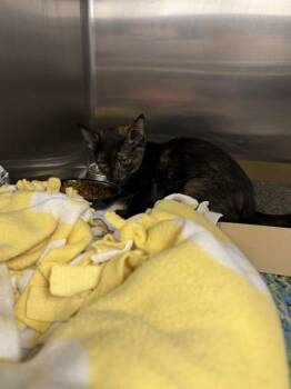 TUNA MELT -  Domestic Short Hair Cat for Adoption in Omaha, Nebraska - TUNA MELT | PetCurious