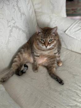 Little One -  Domestic Short Hair Cat for Adoption in Minneapolis, Minnesota - Little One | PetCurious