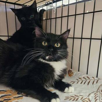 Agave -  Domestic Short Hair Cat for Adoption in Candler, North Carolina - Agave | PetCurious