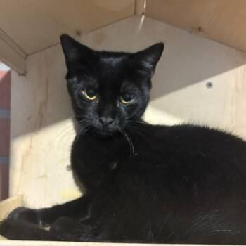 Sonny -  Domestic Short Hair Cat for Adoption - Sonny | PetCurious