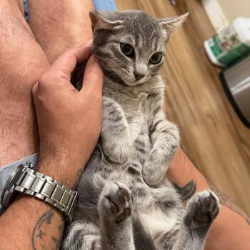 Domestic Short Hair Cats Available for Adoption - Luna | PetCurious