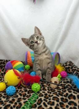 Conner -  Tabby Cat Available for Adoption in Tavares, Florida - Conner | PetCurious