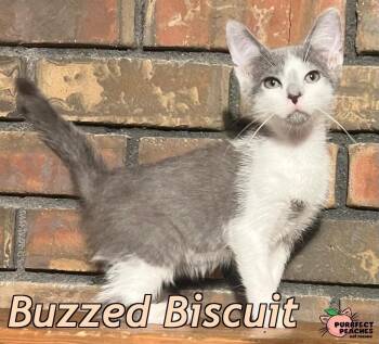 Buzzed Biscuit -  Domestic Short Hair Cat for Adoption in Douglasville, Georgia - Buzzed Biscuit | PetCurious